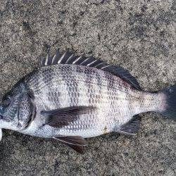 チヌ釣れました！