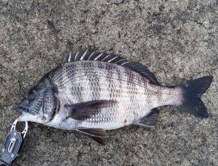 チヌ釣れました！