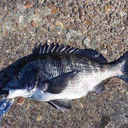 チヌ釣れました！