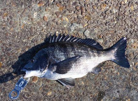 チヌ釣れました！