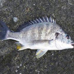 キビレ釣れた！