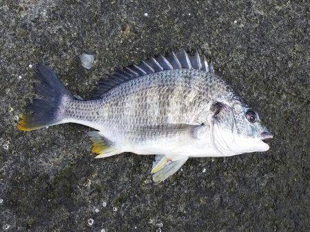 キビレ釣れた！