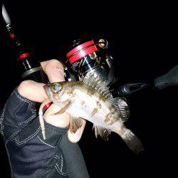 メバリングシブシブ