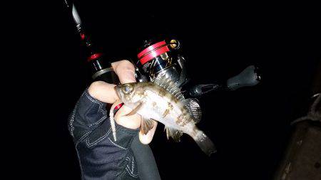 メバリングシブシブ