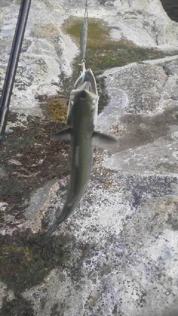 久しぶりの大漁