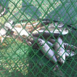 逃した魚は・・・