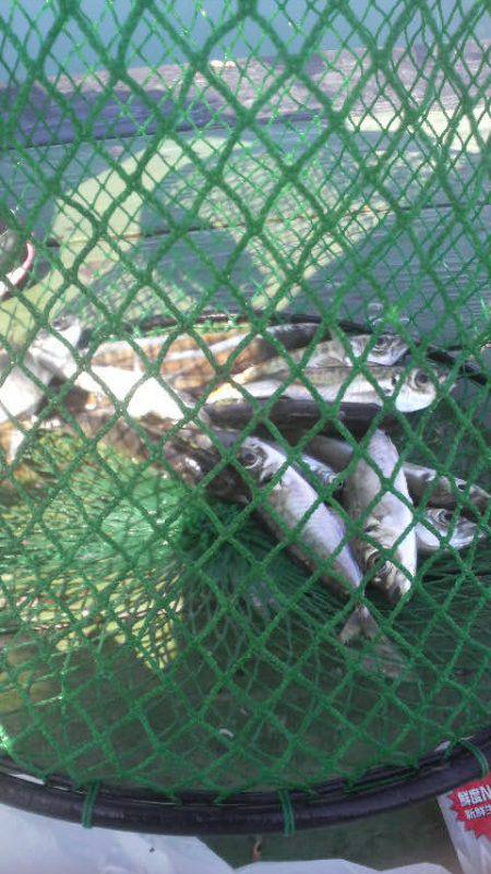 逃した魚は・・・