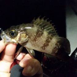 メバル復調の兆し？？