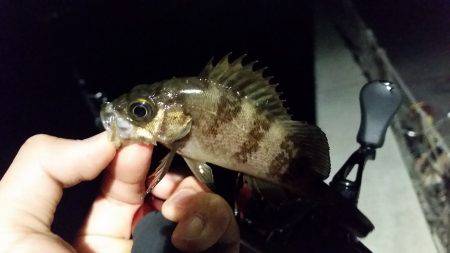 メバル復調の兆し？？