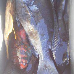 グレ3匹・・・・・イガミ1匹・・・・爆風・・・