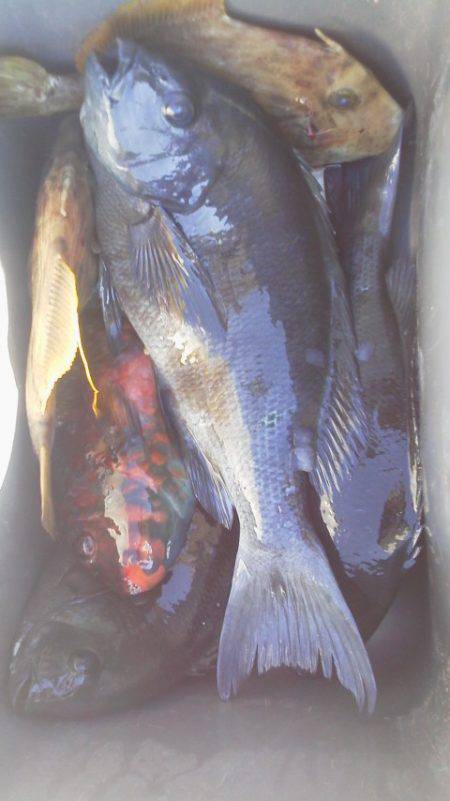 グレ3匹・・・・・イガミ1匹・・・・爆風・…