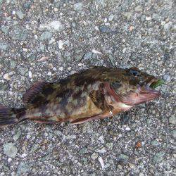 癒しのタケノコメバル