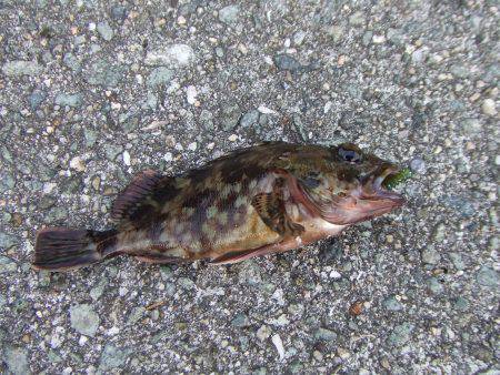 癒しのタケノコメバル