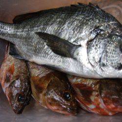 みなさん、１投目での釣果はどう？