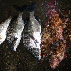 新マイポイント発見！