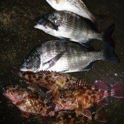 新マイポイント発見！