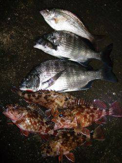 新マイポイント発見！