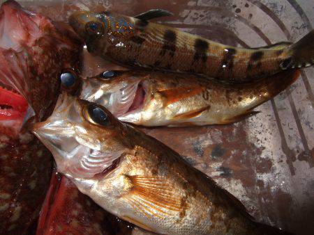 カレイ狙うも...。