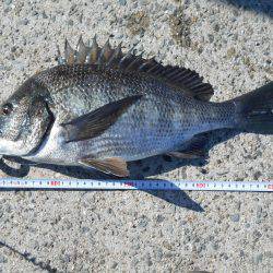 落とし込みで４１ｃｍチヌ１匹ＧＥＴ