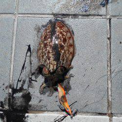 甲イカ１杯釣れました。