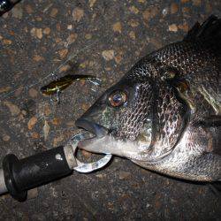 テクトロでヒット♪。