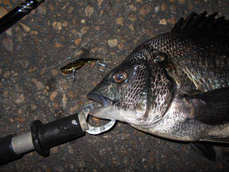 テクトロでヒット♪。