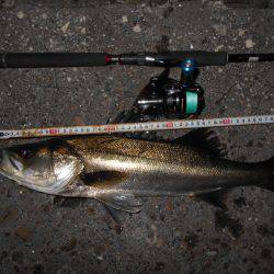 テクトロで連発