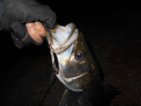 メタルバイブのテクトロでヒット♪