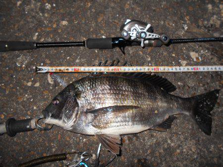 メタルバイブでチヌ＆シーバス♪