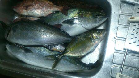 カタタの釣り堀でカンパチ、ゲット出きるか？…