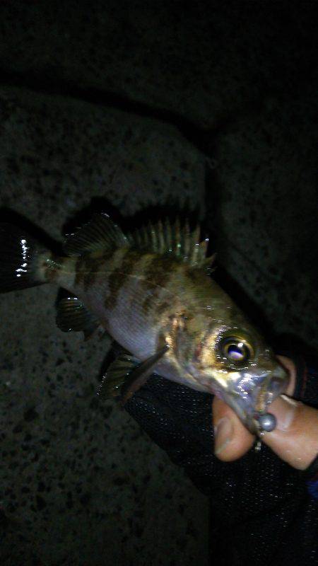 淡路島でもちんまいメバル(笑)