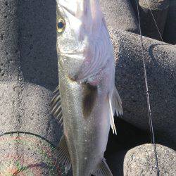 ぽかぽか陽気のシーバスフィッシング