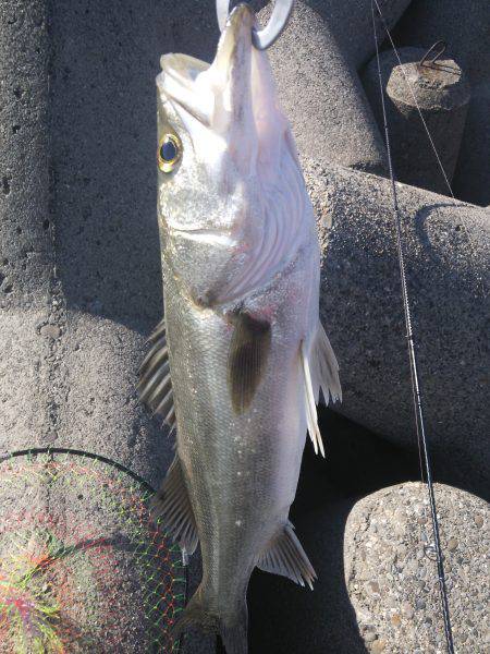 ぽかぽか陽気のシーバスフィッシング