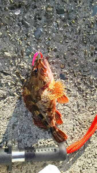 サビキとルアーで