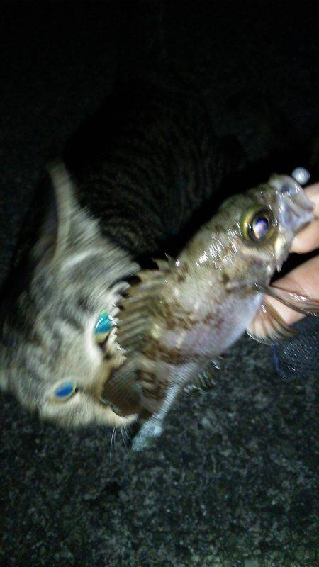 友人達とワイワイメバリング♪