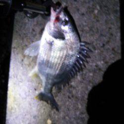 コンッコン、ごんっ！