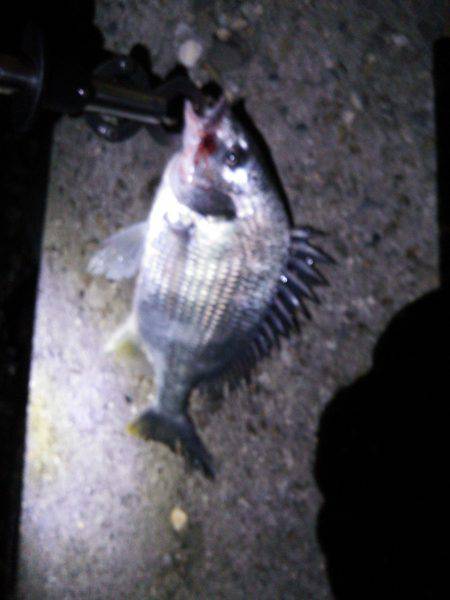 コンッコン、ごんっ！