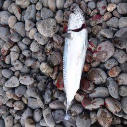 久しぶりのカツオ