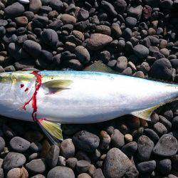 ナブラ！ナブラ！ナブラ！