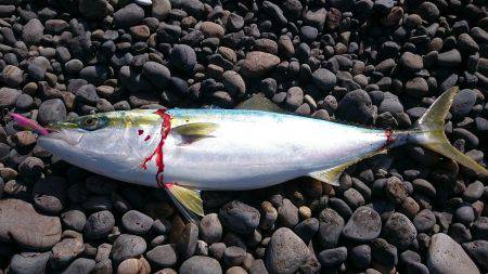 ナブラ！ナブラ！ナブラ！