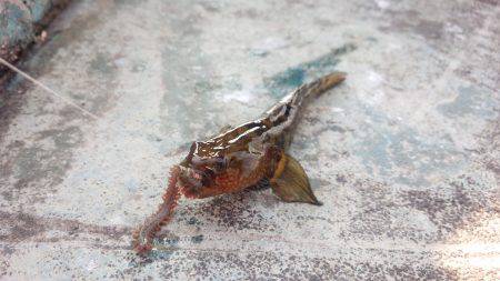 北公園でのんびり小物釣り