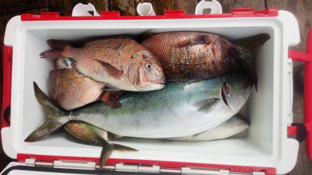 海上釣り堀カタタ／かなすび釣果