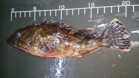 少し気温が上がると