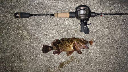 ガシラタケノコメバル爆釣かな？