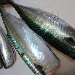 マグロ釣りたい～