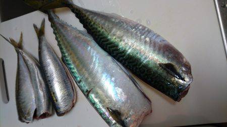 マグロ釣りたい～