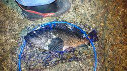 想定外のクロソイ