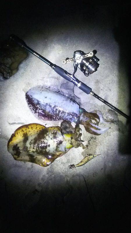 小さいですが釣れました