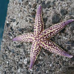 コウイカ狙いで