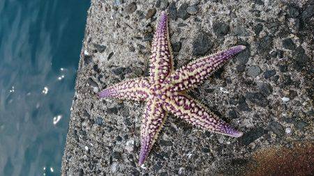 コウイカ狙いで